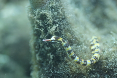 Corythoichthys flavofasciatus