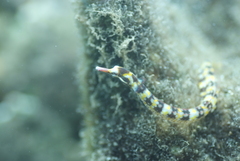 Corythoichthys flavofasciatus