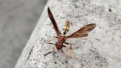 Polistes myersi