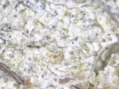 Cornutispora lichenicola