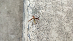 Polistes myersi