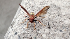 Polistes myersi