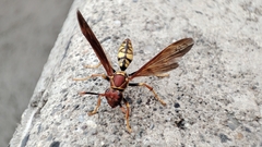 Polistes myersi
