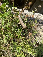 Xylophanes tersa