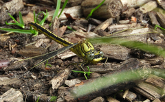 Gomphus pulchellus