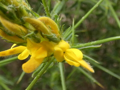Genista hirsuta