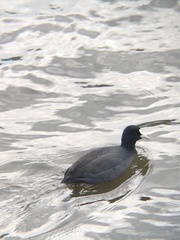 Fulica atra
