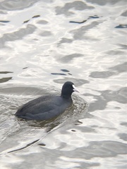 Fulica atra