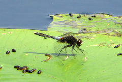 Leucorrhinia caudalis