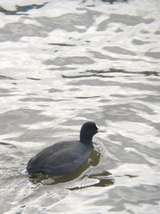 Fulica atra