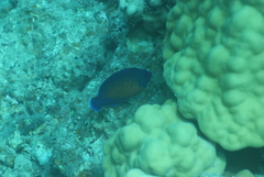 Centropyge bispinosa