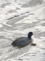 Fulica atra