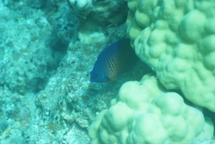 Centropyge bispinosa