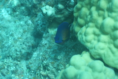 Centropyge bispinosa