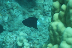 Pycnochromis margaritifer