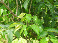 Sclerocroton integerrimus