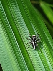 Leptofreya ambigua