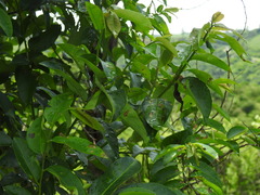 Sclerocroton integerrimus