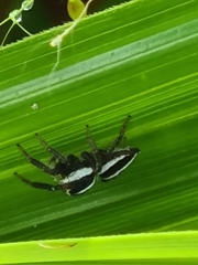 Leptofreya ambigua