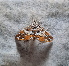 Paracymoriza vagalis
