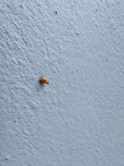 Cochlicopa lubrica