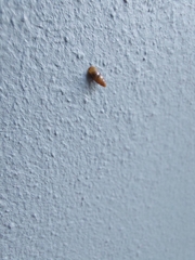 Cochlicopa lubrica