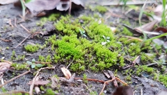 Pseudocrossidium hornschuchianum