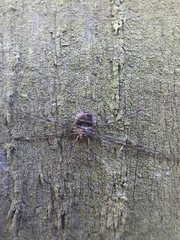Dicranopalpus