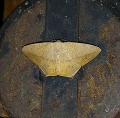 Prochoerodes flexilinea