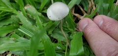 Panaeolus cyanescens