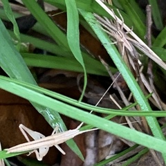 Pisaurina dubia