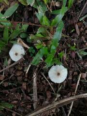 Leucocoprinus brebissonii
