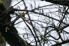 Regulus ignicapilla ignicapilla