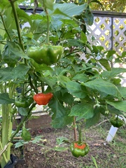 Capsicum chinense