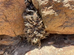 Haworthia herbacea