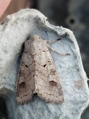 Ammoconia caecimacula