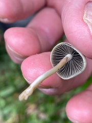 Panaeolus cyanescens