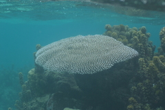 Acropora