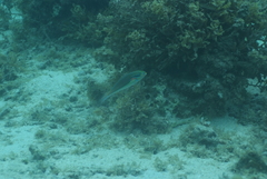 Stethojulis bandanensis