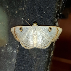 Argyrotome muricolor