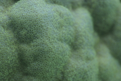 Porites