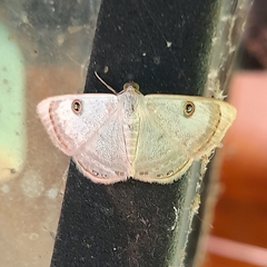 Argyrotome muricolor