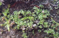 Ptychostomum moravicum