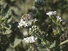 Anthophora pulverosa