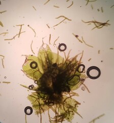 Ptychostomum moravicum