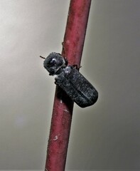 Bostrychopsis uncinata