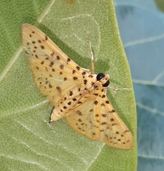 Conogethes