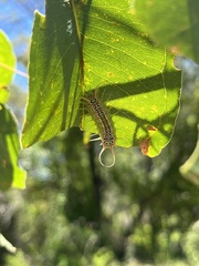 Doratifera quadriguttata