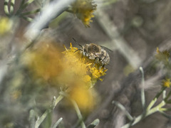 Anthophora pulverosa