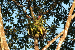 Aechmea mertensii